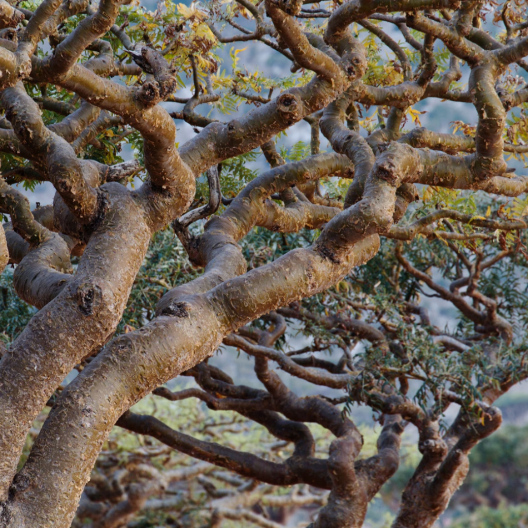 Boswellia Tree Frankincense