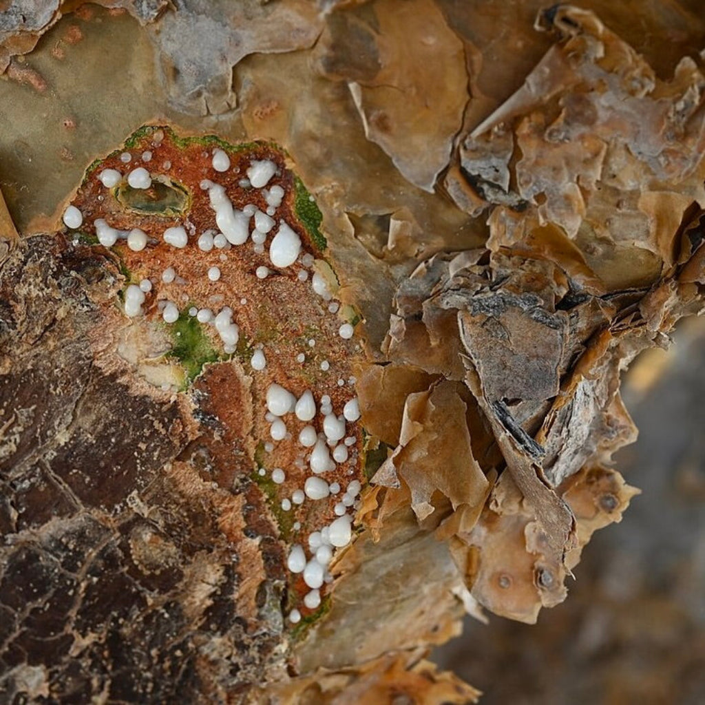 Boswellia Sacra Resin on Tree in Oman