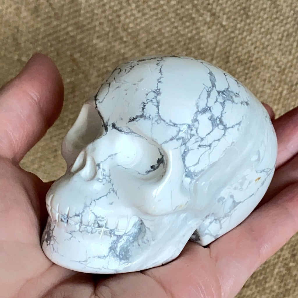 Howlite Skull on Polished Shungite Slab with Shungite Crescent Moon