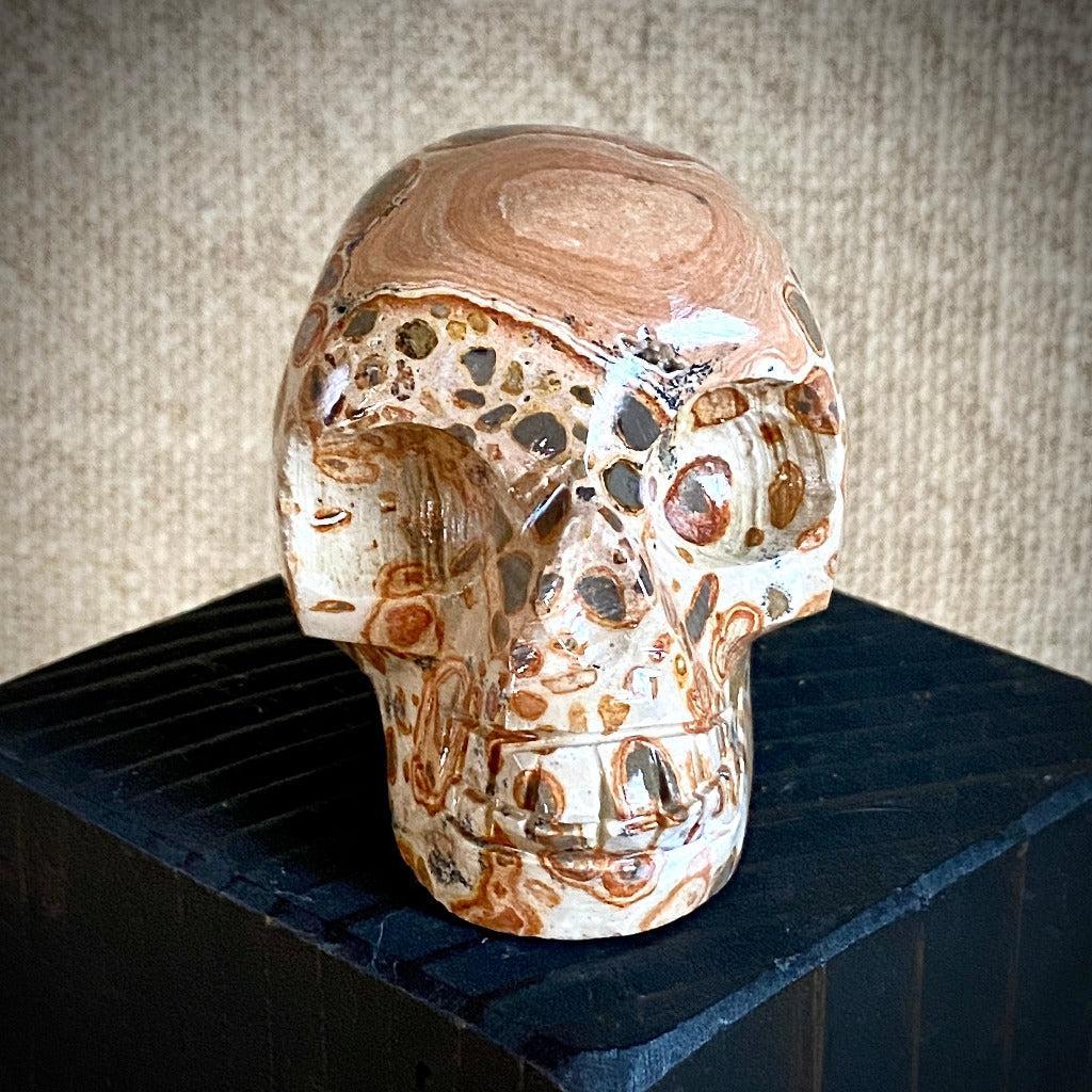 Peruvian Leopardite Skull on Polished Shungite Slab with Raw Edge