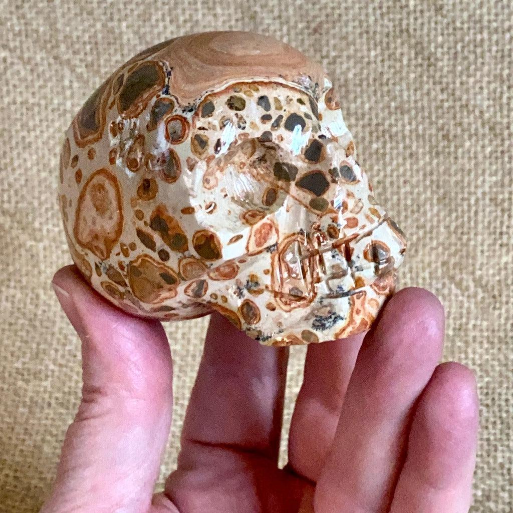 Peruvian Leopardite Skull on Polished Shungite Slab with Raw Edge