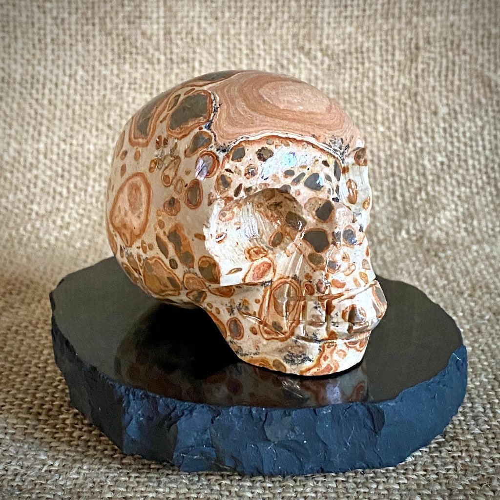 Peruvian Leopardite Skull on Polished Shungite Slab with Raw Edge