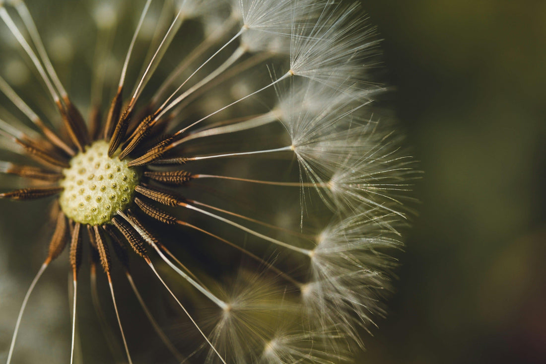 Close-up of a dandelion seed head — symbolizing natural cleansing and herbal detoxification