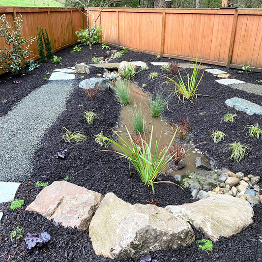 Newly planted Pacific Northwest rain garden with native grasses, stepping stones, and dark mulch — shungite added to support water filtration