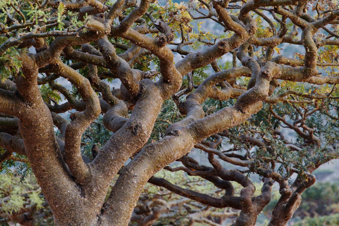 The Gem of the Healing Kingdom: Frankincense Oil