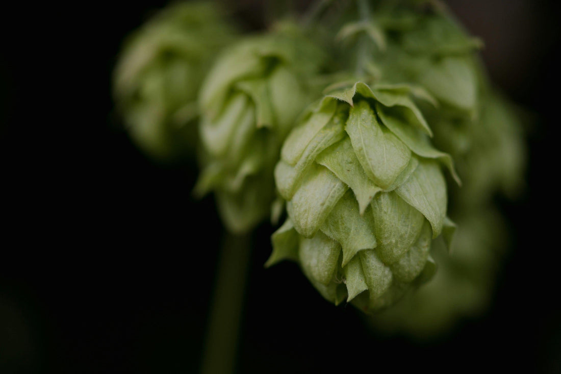 Hops plant with text overlay — could hops be nature’s Ozempic? Natural GLP-1 booster for appetite control and weight loss
