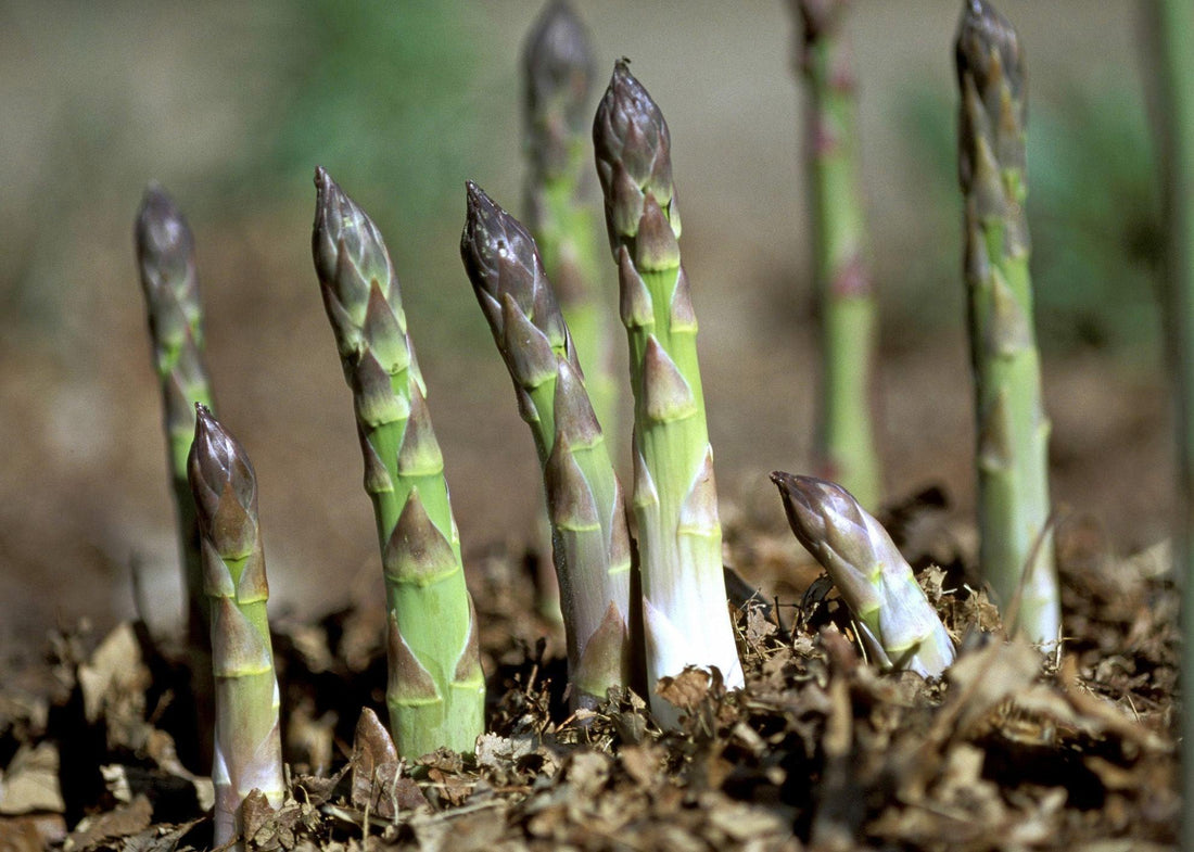 Asparagus spears growing source of glutathione
