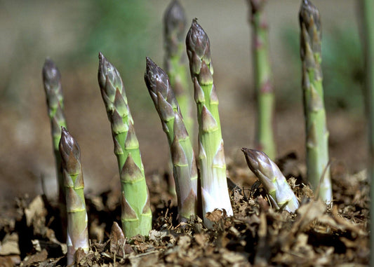 Asparagus spears growing source of glutathione