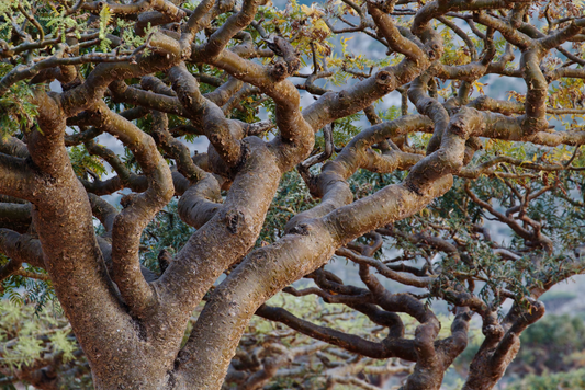 The Gem of the Healing Kingdom: Frankincense Oil