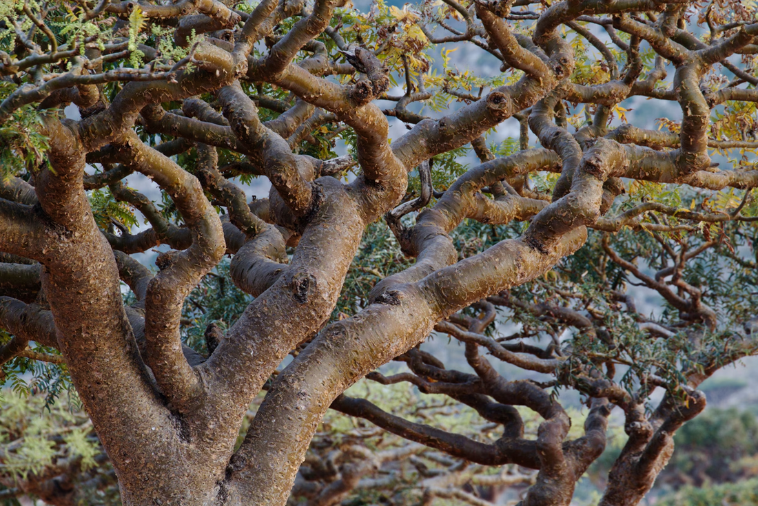 Frankincense Boswellia Tree
