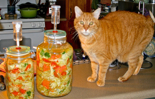 Val's Sauerkraut and orange tabby cat
