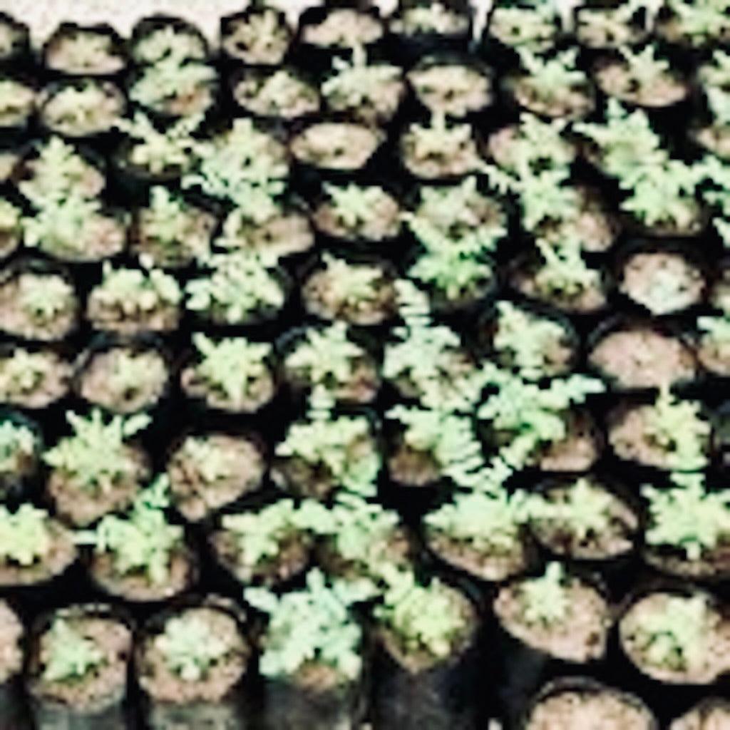 Frankincense Essential Oil | Pure Boswellia Sacra Hojari