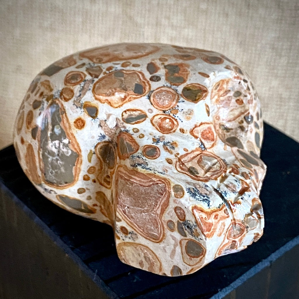 Peruvian Leopardite Skull on Polished Shungite Slab with Raw Edge
