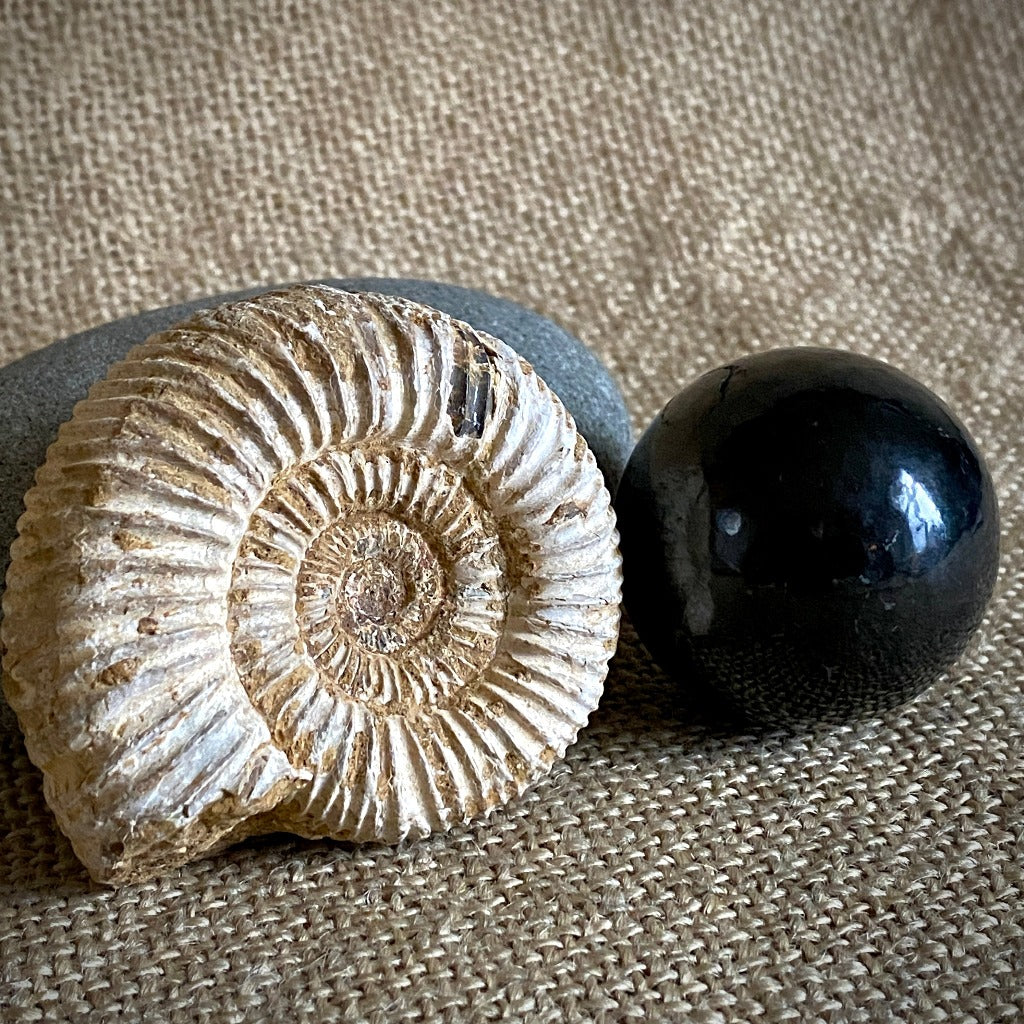 Black Shungite Sphere on Ammonite Fossil Stand