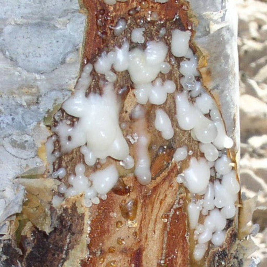 Premium Oral Boswellia Supplement With Black Pepper Extract resin